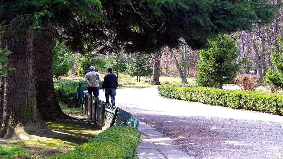 Two people seen from behind walking side by side along a paved park path, passing under tall pine trees with clipped hedges and bare early-spring woodland around them.